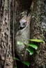 image slideshow