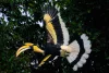 image slideshow