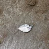 image slideshow