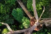 image slideshow