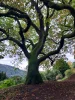 image slideshow