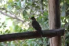 image slideshow