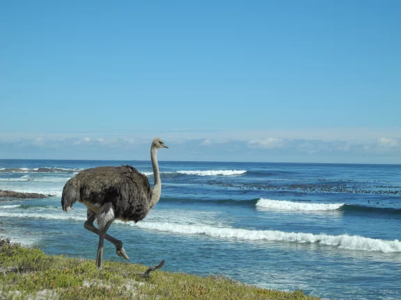 Au Cap de Bonne Espérance, à près de soixantaine-dix kms de la ville du Cap 