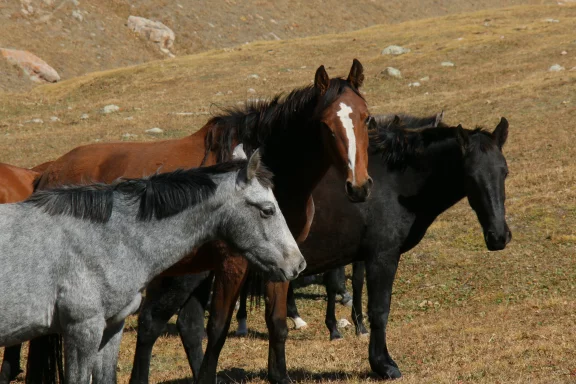 Cheveaux, moutons, bovins constituent l'essentiel des occupants des montagnes.