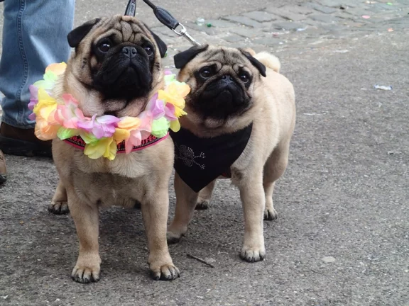 Tout le monde vient costumés.... même les chiens.