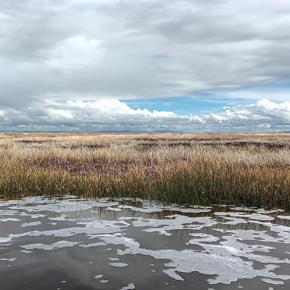 Une réserve de totora de 64 000 hectares