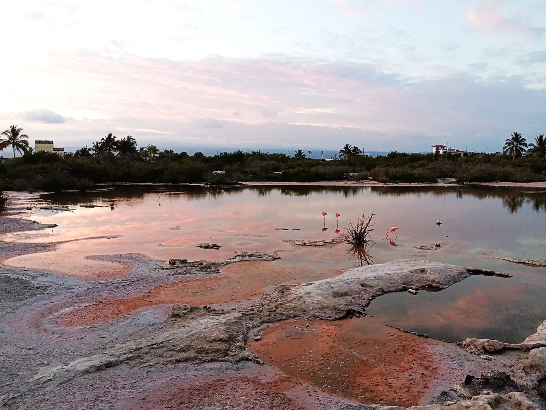 Lagune aux flamants roses  à Puerto Villamil sur l'île Isabela.