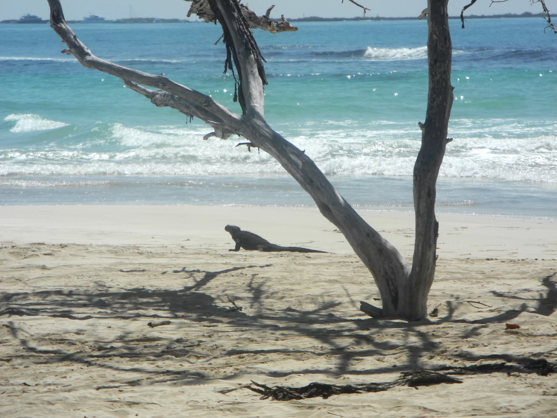 Sur Isabela, l'île la plus grande des Galapagos, un iguane marin, en balade sur la plage. 