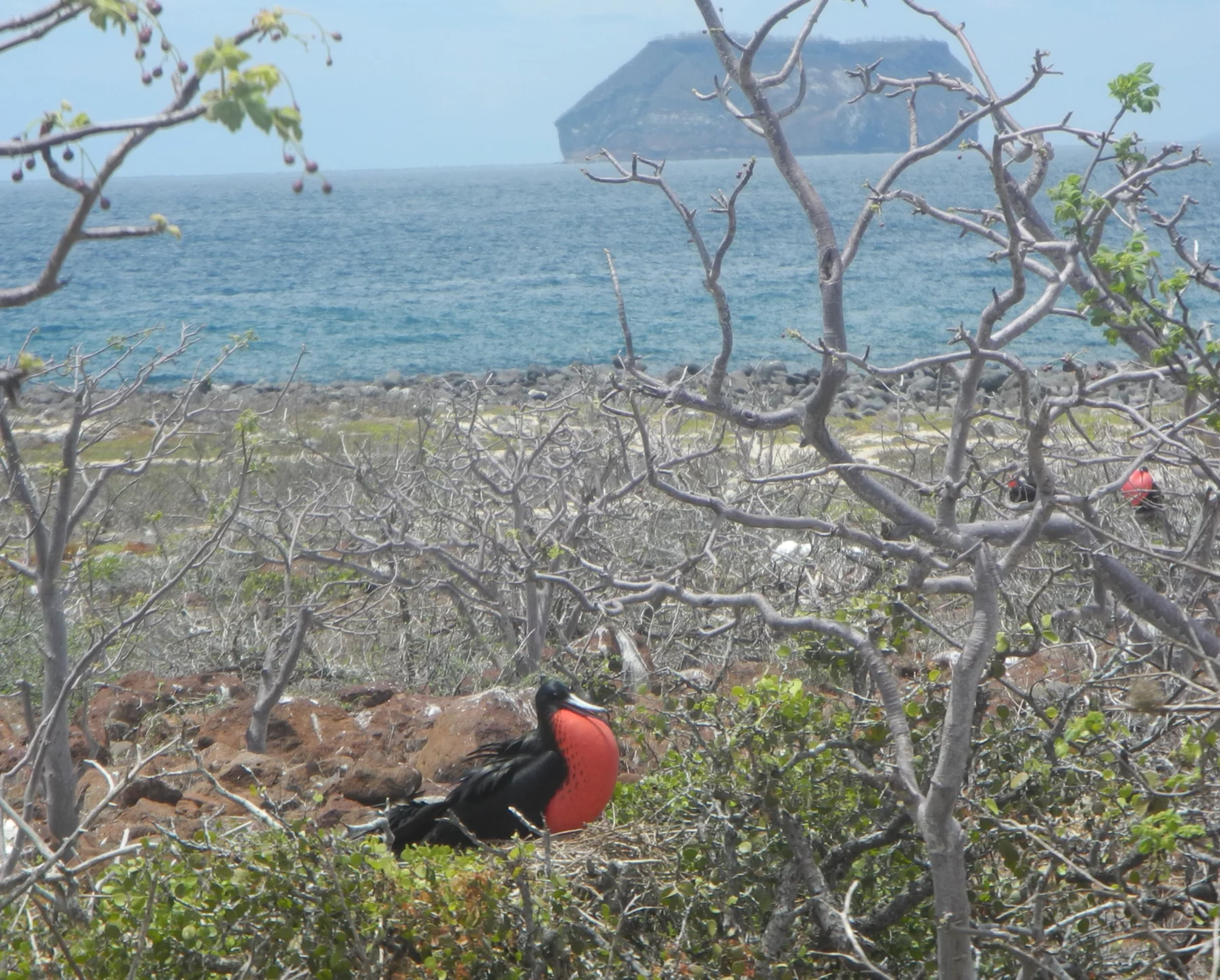 Sur l'île Seymour Norte, un mâle frégate gonfle sa poche à gorge rouge à l'heure des amours.