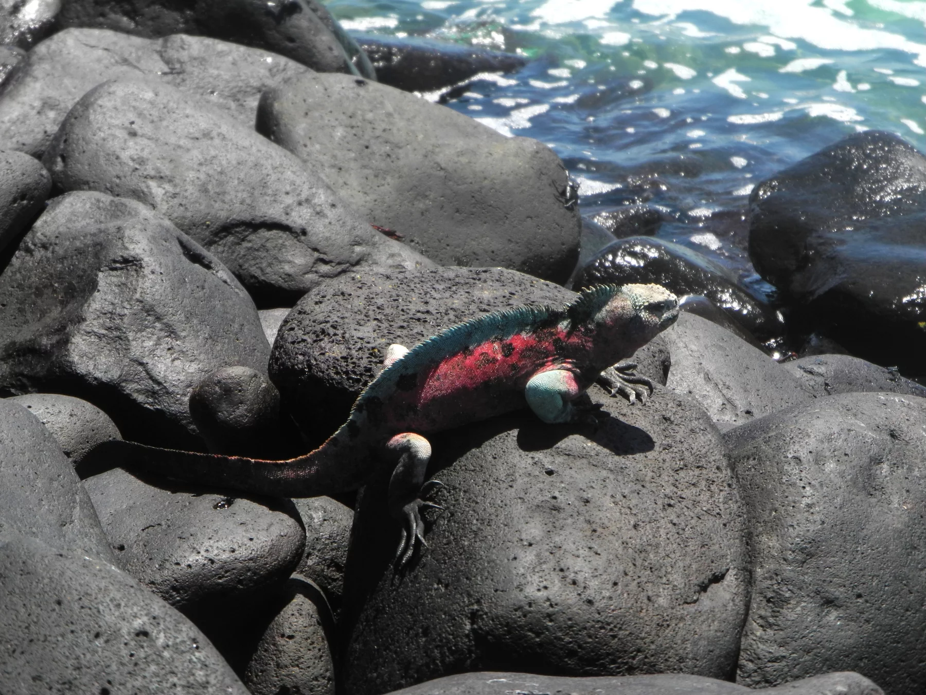 Las Bachas, au nord de l'île Santa-Cruz.