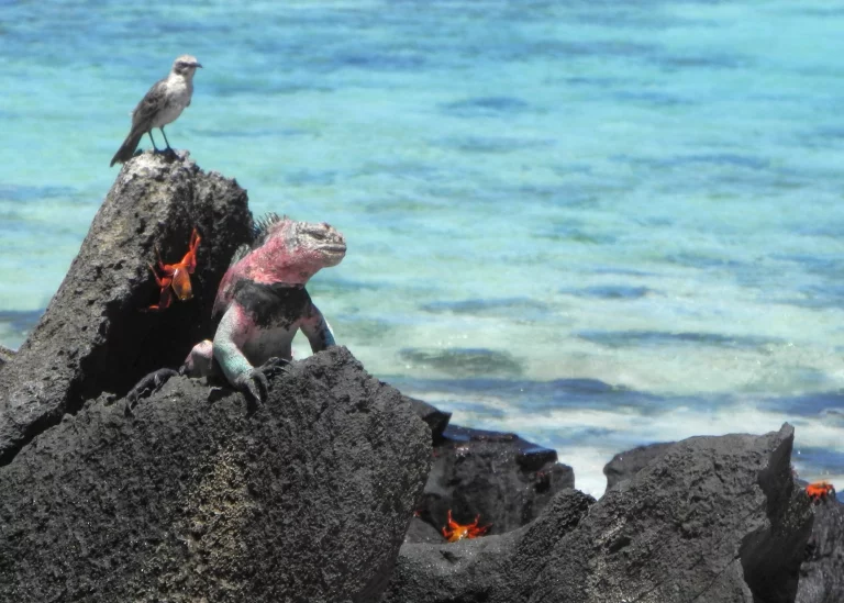 Sur l'île déserte (!) d'Espanola, iguane, oiseau et crabe rouge cohabitent volontiers.