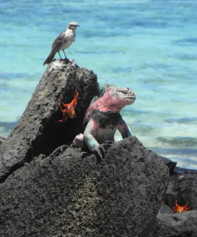 Sur l'île déserte (!) d'Espanola, iguane, oiseau et crabe rouge cohabitent volontiers.