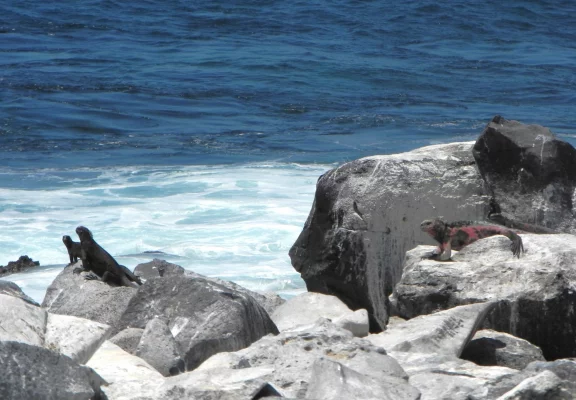 Las Bachas, farniente sur rochers