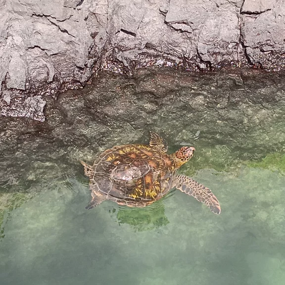 Une tortue marine en goguette à Las Tintoreras (Ile Isabela)