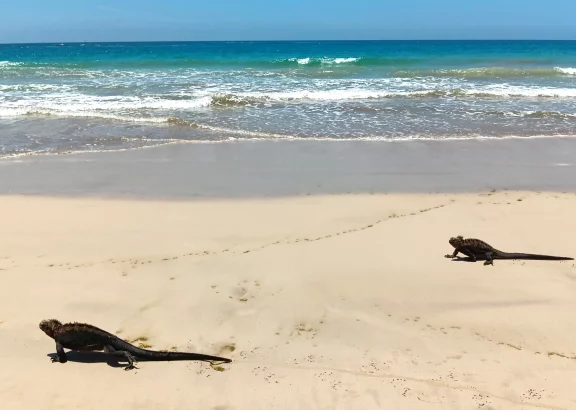 Deux iguanes marins sur la plage de Puerto Villemil (île Isabela)