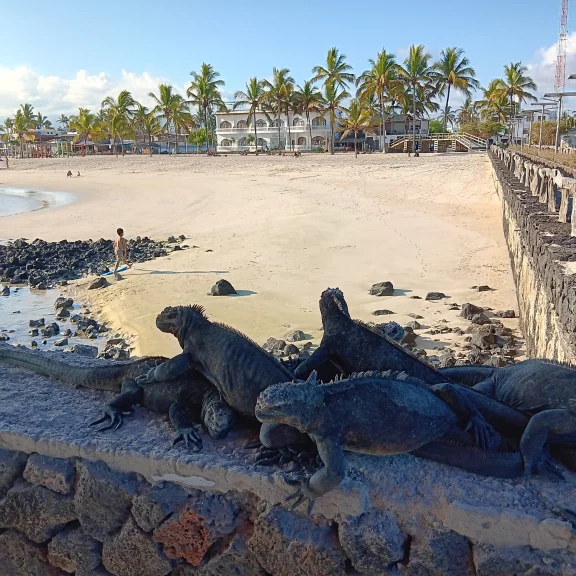 Les "lutins des ténèbres" à Puerto Villemil