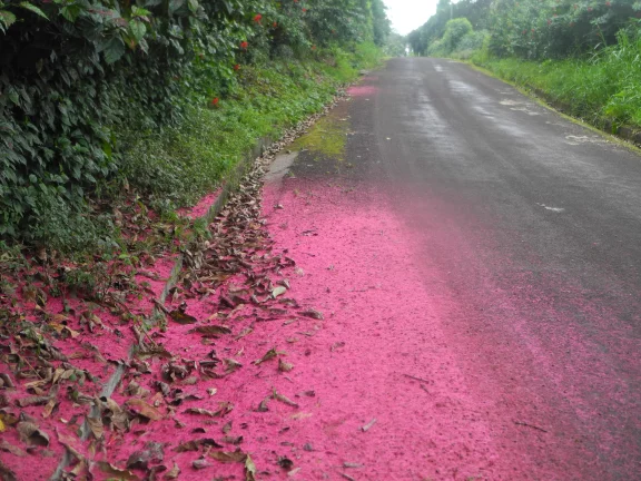 Après la pluie, "flaque de pistils sur le plateau de San cristobal
