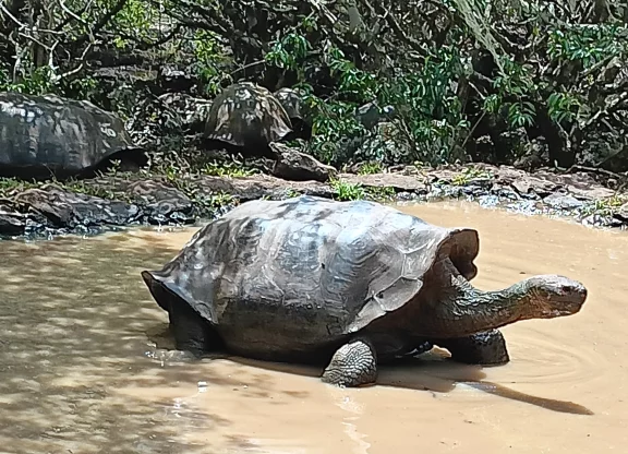 Tortue géante sur l'île San Cristobal