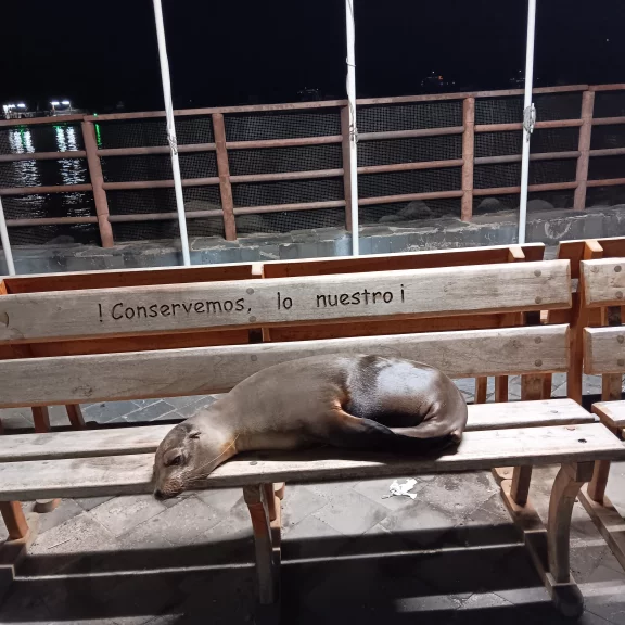 L'otarie fait sa sieste à Puerto Baquerizo Moreno