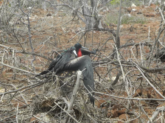 Un couple de frégates des Galapagos sur Seymour Norte