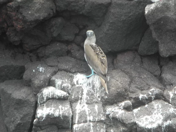 Fou à pieds bleus: l'île Seymour en abrite une forte colonie