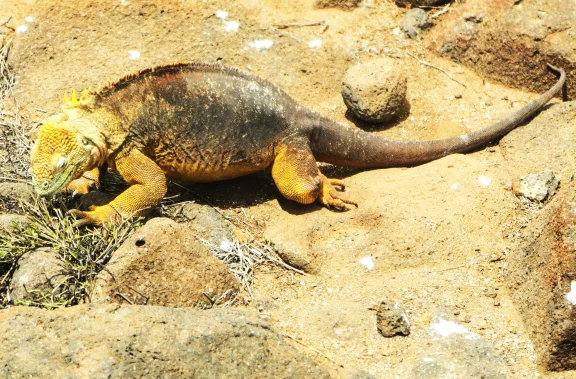 Un iguane terrestre jaune déjeune sur l'île Seymour Norte