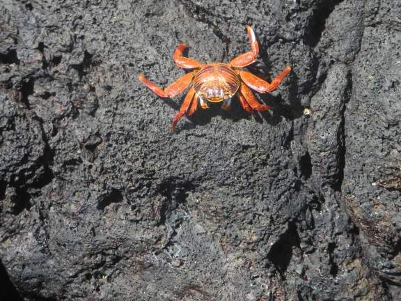 Le crabe rouge des Galapagos, une espèce endémique
