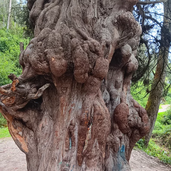 L'arbre de la fertilité. Peguche