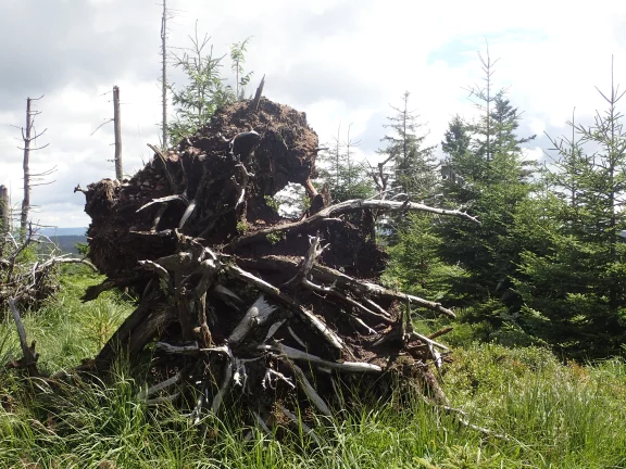 Après la tempête dévastatrice Lothar, L'homme n'est pas intervenu dans plusieurs parties de la forêt. Pour voir comment la nature prend le dessus. 