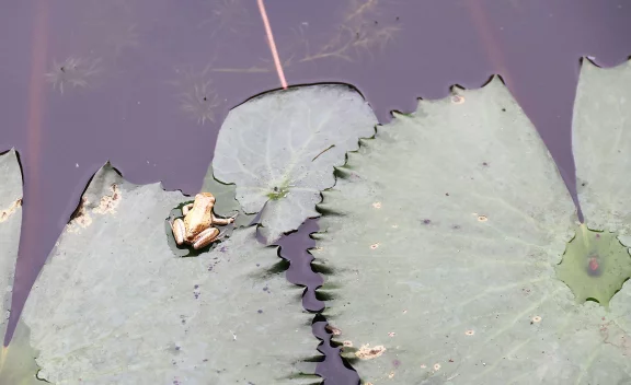 Des petties grenouilles dorées dans le bassin aux nénuphars du lobby.