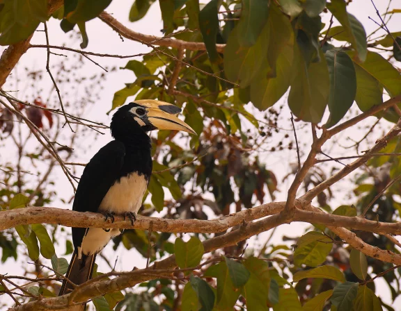 Les grands calaos au Datai Langkawi ne sont pas timides.