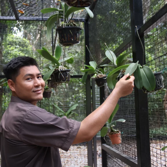 Après la floraison, les plants d’orchidées des chambres reviennent à la pépinière pour être soignés et multipliés.