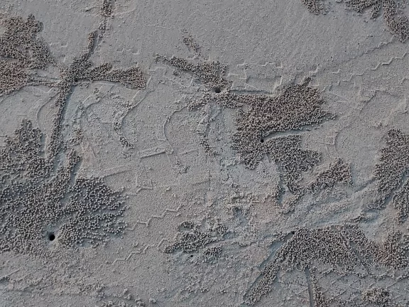 Des petits crabes dessinent des formes artistiques dans la sable.