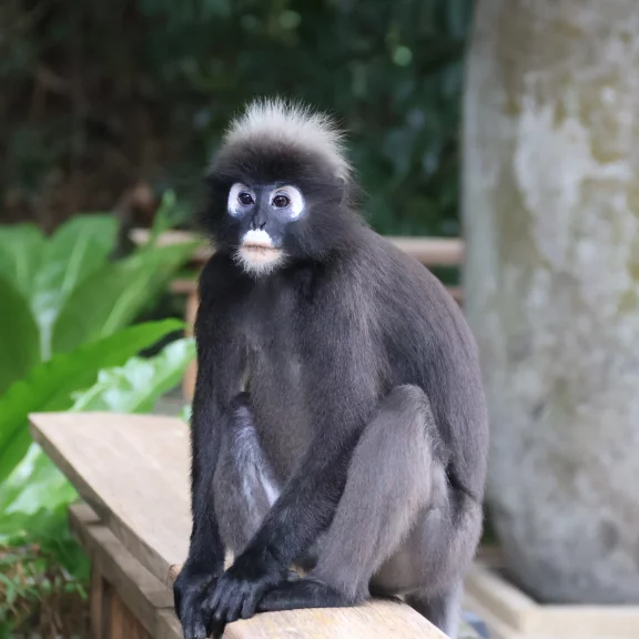 Les semnopithèques sont les singes préférés au Datai Langkawi.