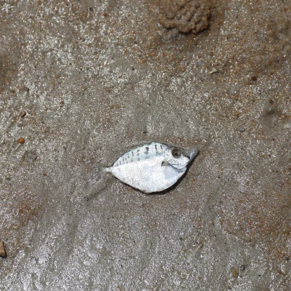 Des petits poissons argentés s'échouent sur la plage.