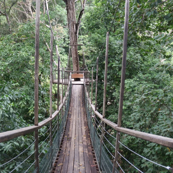 Lors d'une balade dans la forêt tropicale.