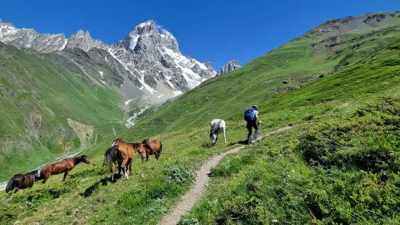 Rencontre avec des chevaux en montant vers le col de Guli.