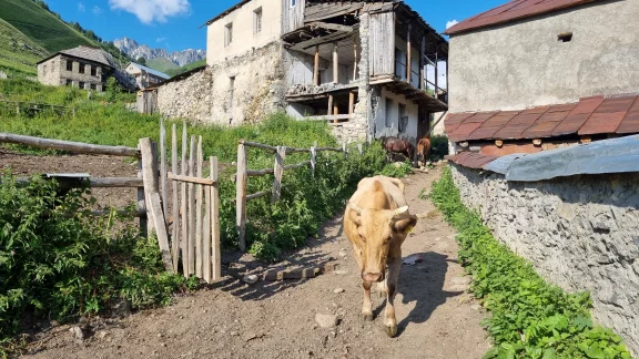 En Géorgie, les animaux sont tous en liberté.