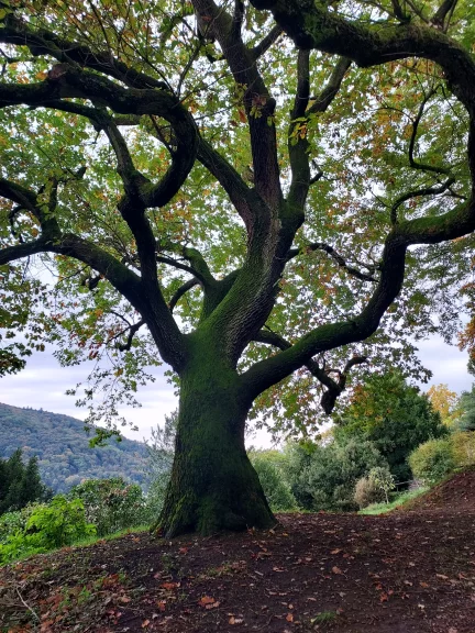Même la nature se fait romantique à Heidelberg.