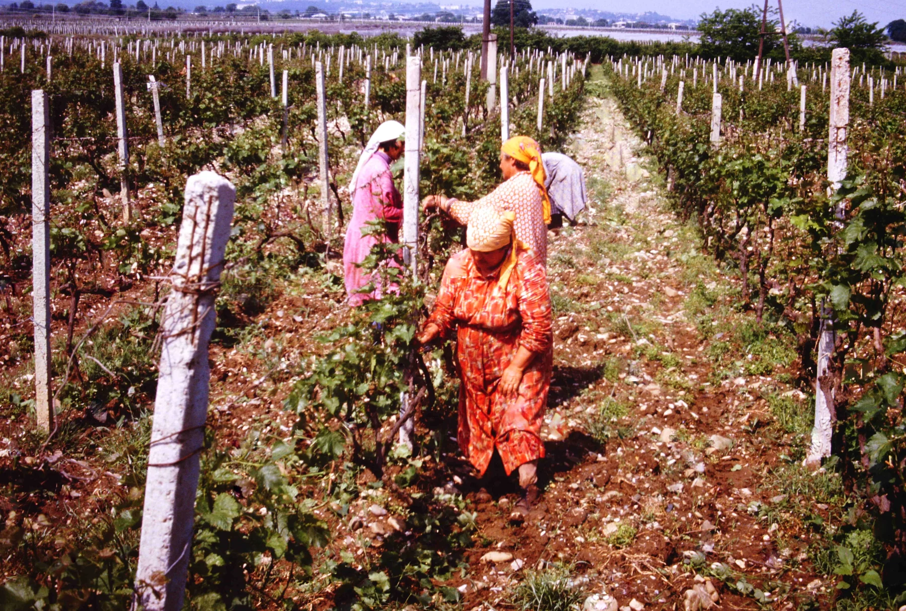 Sovkhoze de Kisiskhevi à Telavi dans la Province de Kakhétie en Géorgie. 1987.