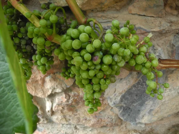 40 000 hectares de vignes en Géorgie, 16 000 en Arménie