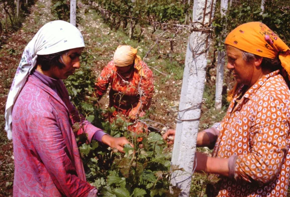 Dans le sovkhoze de Kisiskhevi à Telavi, en Kakhétie. Géorgie. Photo Claude Vautrin 1987.