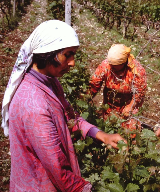 Dans le sovkhoze de Kisiskhevi à Telavi, en Kakhétie. Géorgie. Photo Claude Vautrin 1987.