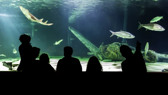 L'un des grands bassins de l'océarium du Croisic.