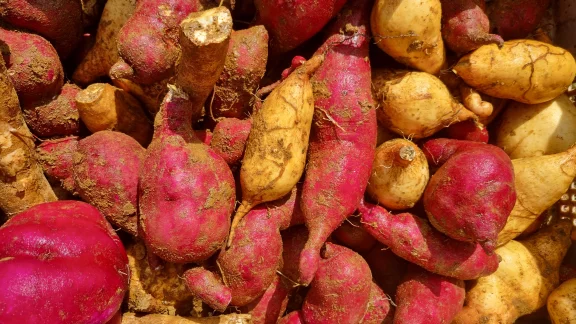 La patate douce, l'un des produits phare de la cuisine guyanaise