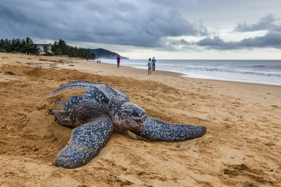 La ponte des tortues. Photo Nicolas Quendez