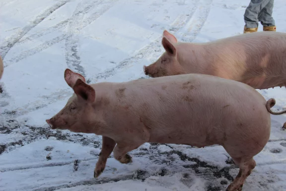 En route pour l'abattoir...