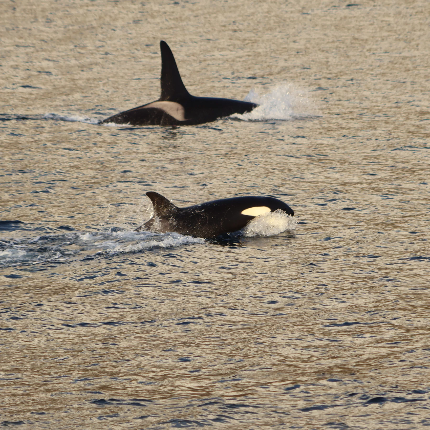 Les orques sont au rendez-vous.