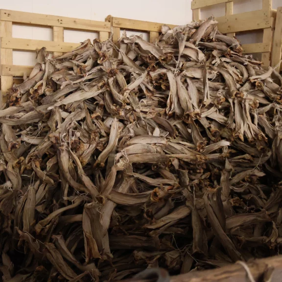 De la morue, des cabillauds séchés, en partance pour l'Afrique.