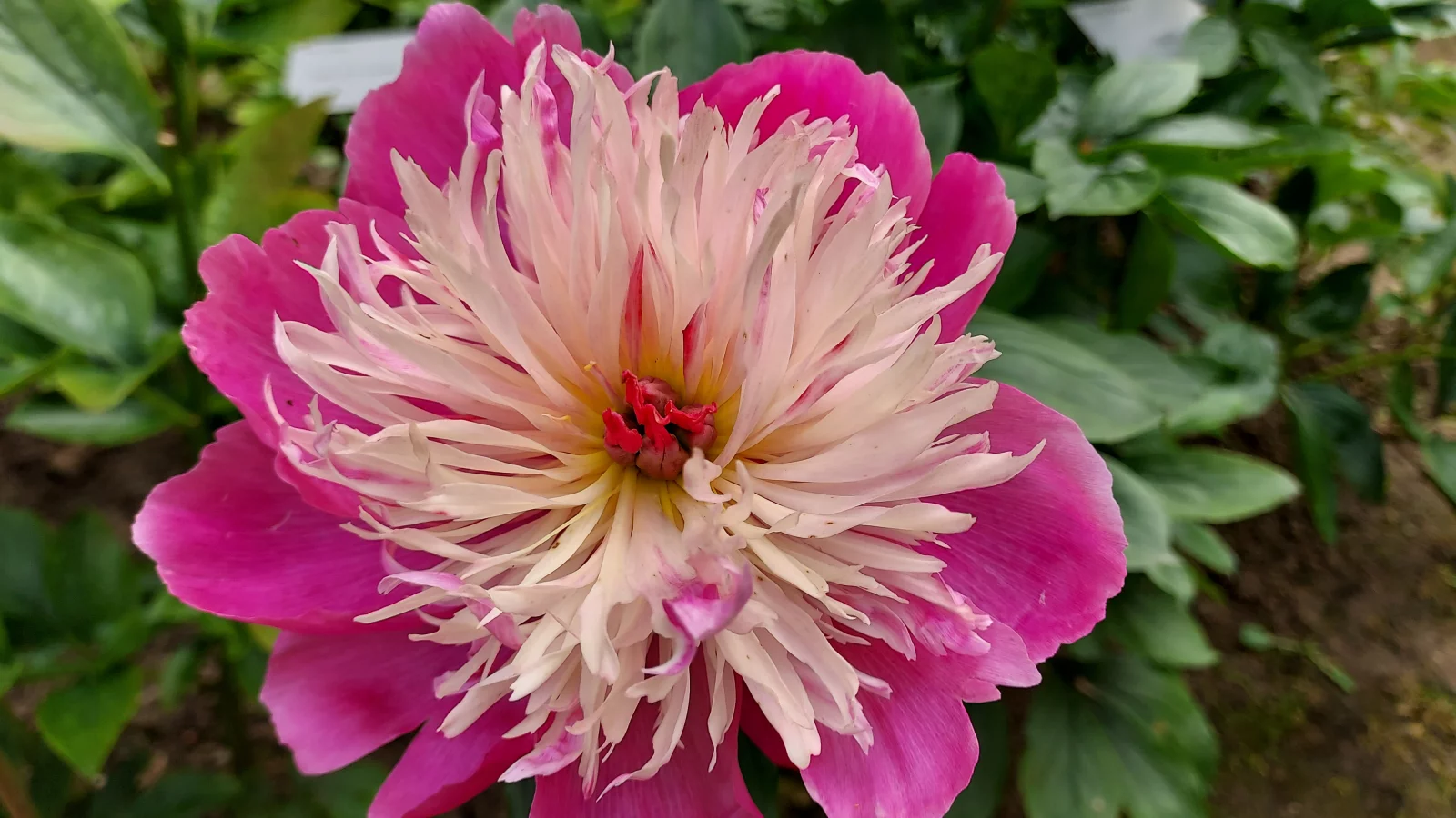 Une pivoine parmi des milliers au château de Sourches.
